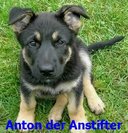 Anton