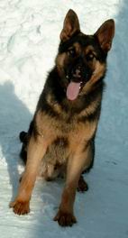 Arko im Mrz 2006 im Schnee