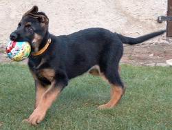 Arko und sein Ball