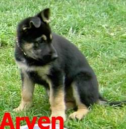 Arven