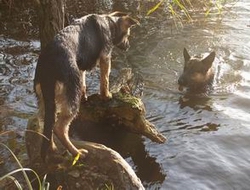 Arwen_wartet_lieber_im_trockenen_auf_Ihre_Hundemutti