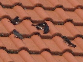 Baby Schwalben Flugstunde02