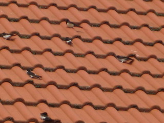 Baby Schwalben Flugstunde I