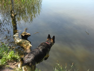 Baskia kann es nicht schnell genug ins Wasser gehen