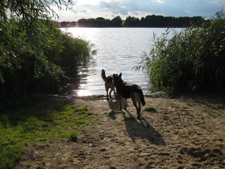 Baskia versucht Bela ins Wasser zu locken