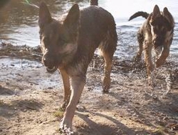 Baskja und Arwen beim baden