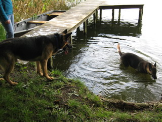 Bela geht immer noch nicht ins Wasser