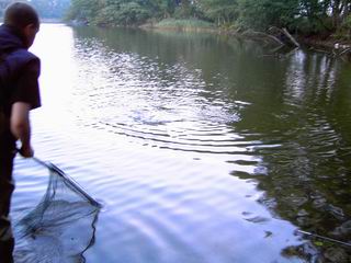 Esox Lucius im Anmarsch