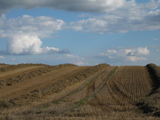 Feld
