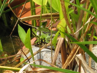 Frosch II2