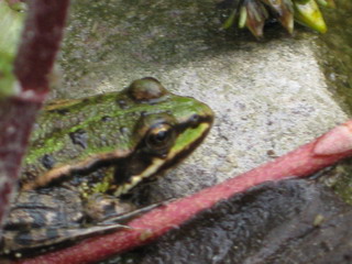 Frosch III