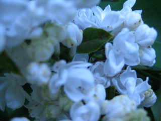 Jasmin