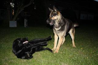 Laika unser Raketenhund mit Baskia