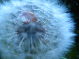 Pusteblume