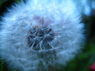 Pusteblume I