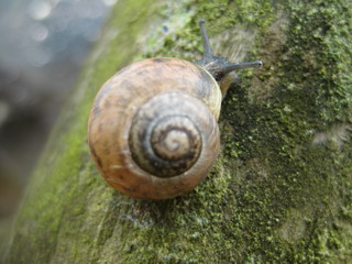 Schecke I