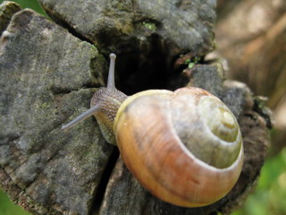 Schnecke II