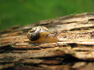Schnecke III
