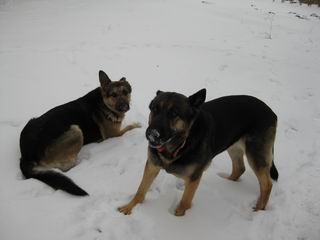 Schneenase