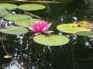 Seerose I