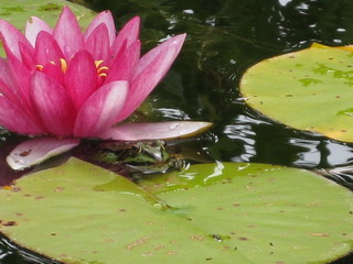 Seerose II