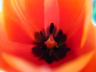 Tulpe