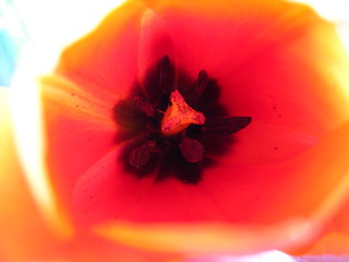 Tulpe I