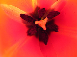Tulpe II