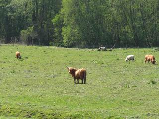 Weide zwischen Gramelower und teschendorfer See