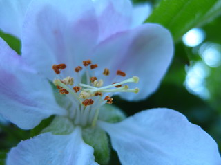 Wildkirsche I