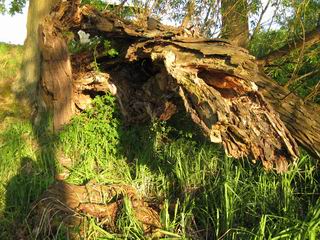 alte umgefallene Weide