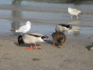 am Strand