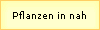 Pflanzen in nah