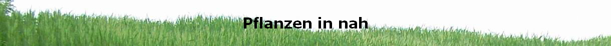 Pflanzen in nah