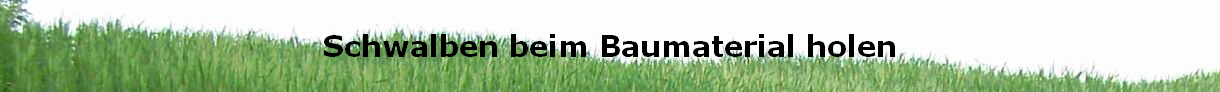 Schwalben beim Baumaterial holen