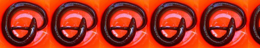 Aal (Anguilla anguilla)