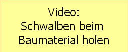 Video:
Schwalben beim 
Baumaterial holen
