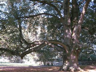 der Baum von der anderen Seite