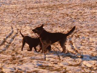 die Hunde konnten schn toben