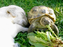 die Schildkrte mute sich die Streicheleinheiten gefallen lassen