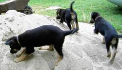 drei kleine Hunde auf dem Kieshaufen