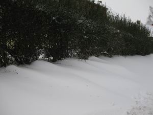 durch die Hecke hat der wind schn geweht