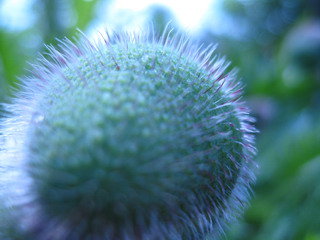 echter Mohn