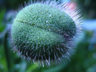 echter Mohn I