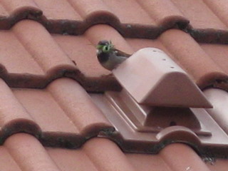 ein Haussperling -Spatz- mit fetter Beute