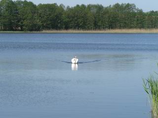 ein Schwan am Gramelower See