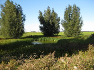 eine Weiher auf dem Feld
