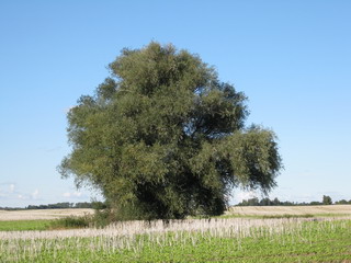eine alte Trauerweide