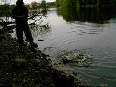 gleich ist er gelandet der Esox Lucius