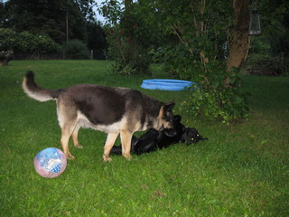 hier wird Laika  wieder vollgesabbert
